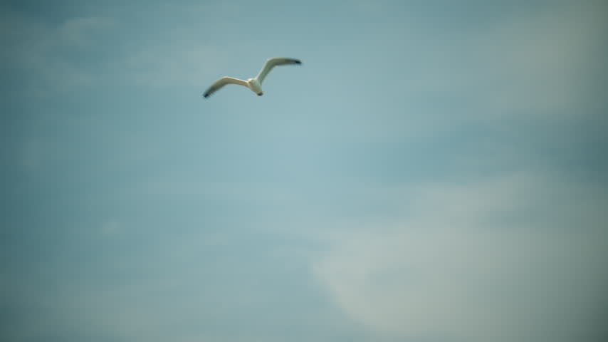 White seagull gliding through clear blue sky above seaside coast