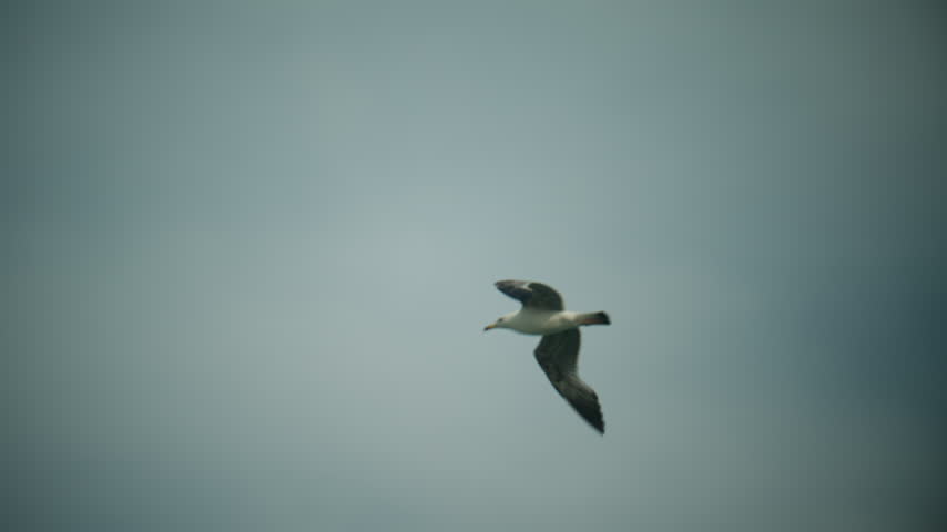 White seagull gliding through clear blue sky above seaside coast