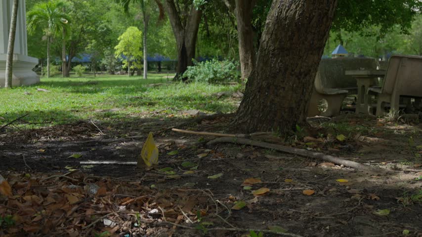 Low angle view of large tree trunk and roots with fallen leaves in shady park
