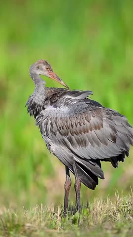 A large crane bird standing in a lush green grassy field, displaying its long legs, elongated neck, and distinctive gray and white plumage. The bird remains in its natural outdoor habitat, surrounded by fresh grass and soft green vegetation.