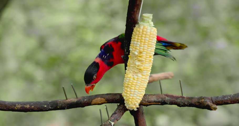 Black-capped lory parrot eating corn cob on wooden branch. Lorius lory feeding behavior in natural environment, tropical bird wildlife documentary, blurred green background.