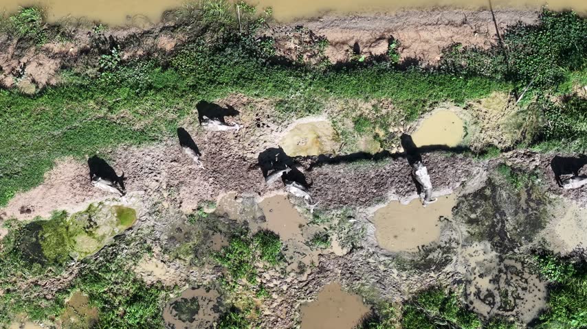 A group of buffalo crossing a muddy river set in a lush green landscape showcasing wildlife activity and natural habitat in a rural outdoor environment.