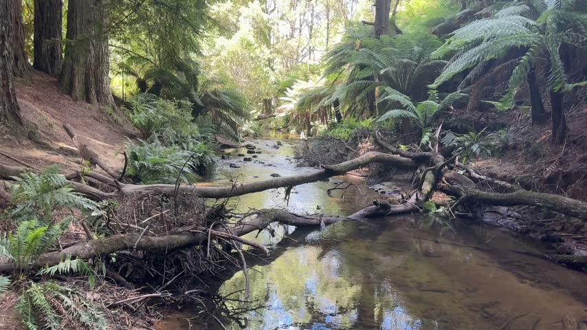 Tranquil creek with fallen trees flowing through a redwood and tree fern rainforest in the Otway Ranges, Australia