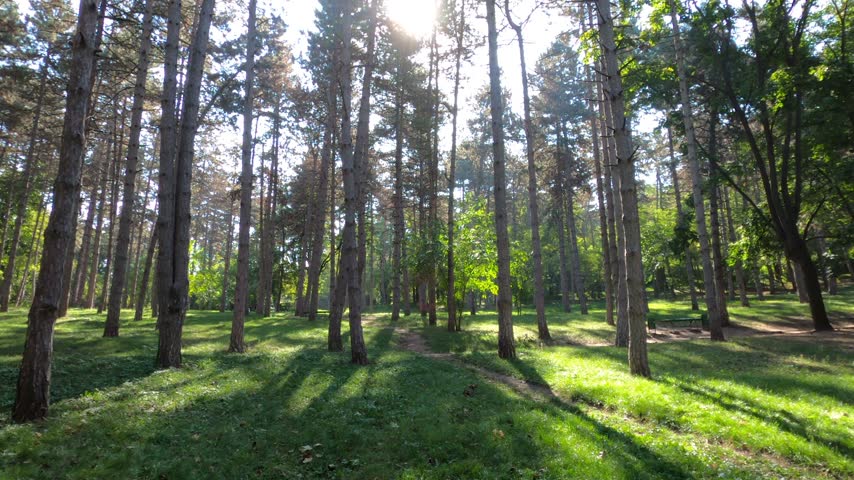 Sunlight filtering through canopy of tall coniferous trees in peaceful public park forest setting during summer afternoon.