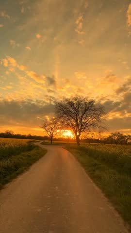 Beautiful golden sunset on empty rural countryside road with dramatic orange sky and silhouette trees, sun setting behind trees on winding country road with yellow fields, peaceful countryside landscape at sunset, serene nature view