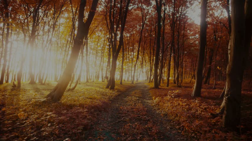 Sunlight breaking through trees on a path in a golden autumn forest