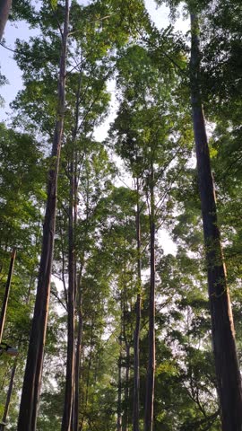 Tall Trees Rising in a Sunlit Forest Canopy With Trunks and Green Foliage. Sunlit forest scene of tall trees with straight trunks and a high green canopy, evoking calm, nature, vertical perspective and tranquil woodland atmosphere.