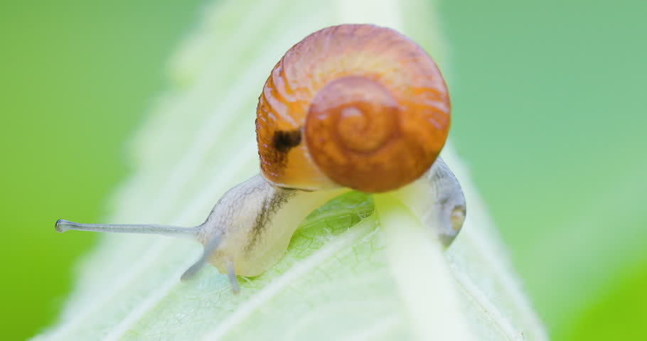 Round-shelled snail creeps under wet leaf at monsoon dawn; slow motion inverted gastropod.