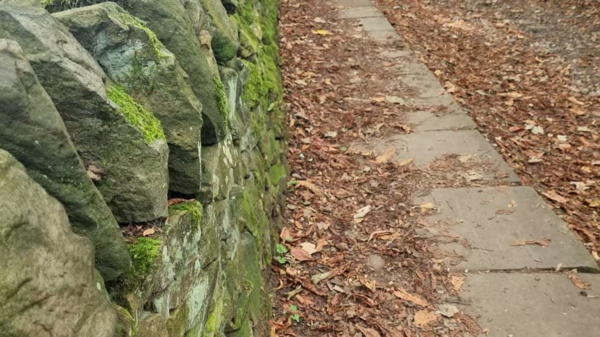 Moss-Covered Stone Wall and Yellow Leaf-Strewn Woodland Path in Sunlight, Slow Upward Camera Movement