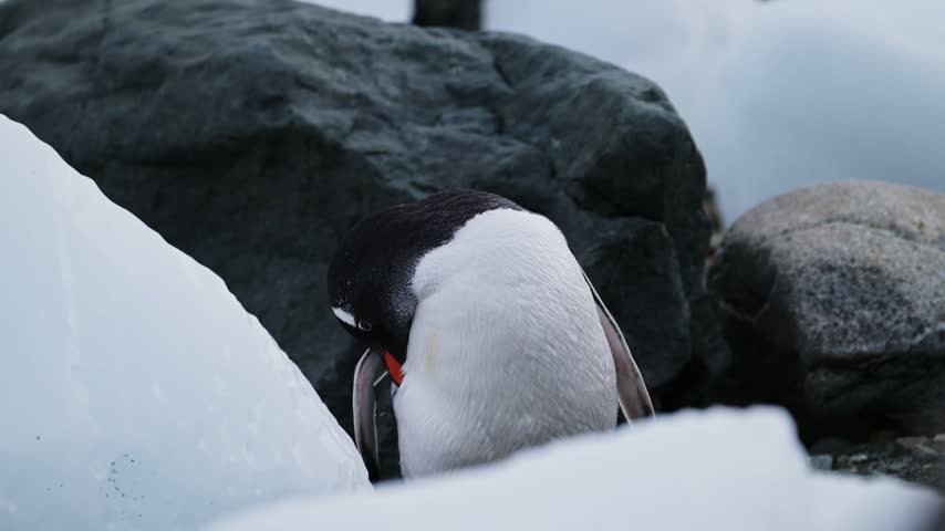 Gentoo penguin grooming its white belly plumage. Polar bird standing between ice blocks and dark rocks in Antarctica.