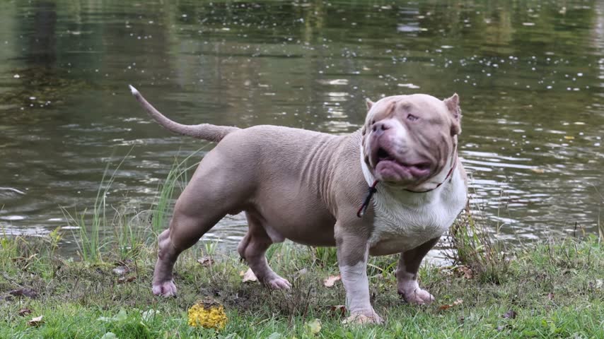 A bulldog stands against the background of a pond after swimming on an autumn day. Stock photo or video for themes of pets, autumn walks, and outdoor activities with animals.