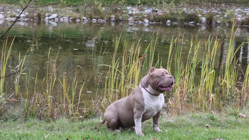 A bulldog stands against the background of a pond after swimming on an autumn day. Stock photo or video for themes of pets, autumn walks, and outdoor activities with animals.