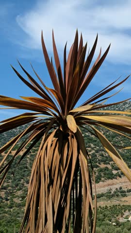 Vertical video of a Greek landscape with a palm tree in the foreground. In the background is a mountain. Palm leaves sway in the wind under blue sky and clouds. Crete, Greece.