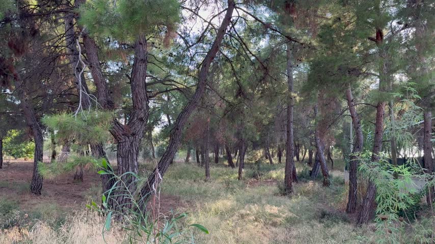 Autumn forest view of the year.