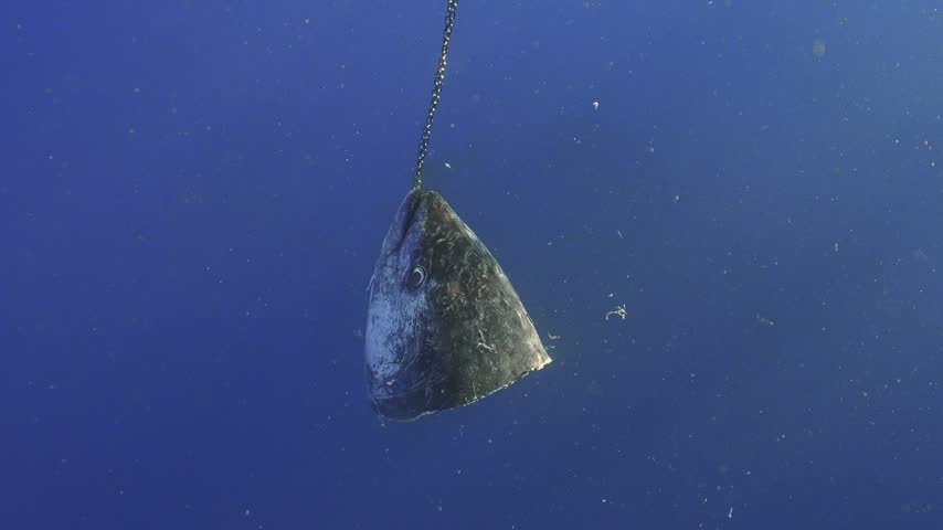 Underwater view of a tuna head secured to a chain, serving as bait in the open pelagic waters.