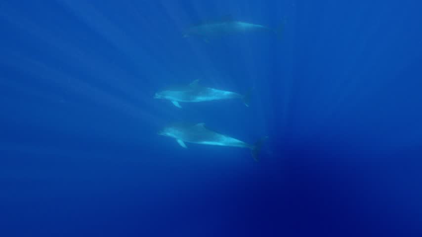Cetaceans gliding in unison through vibrant pelagic waters beneath filtered sunbeams.