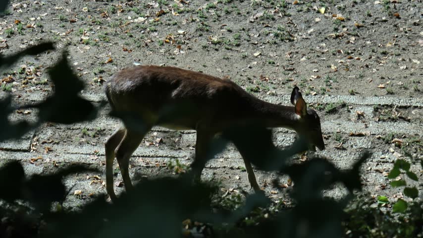 Small deer like mammal walks through a shaded woodland enclosure with its head lowered