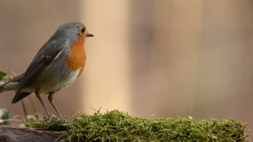 mall Robin Bird Perched on Green Moss in Warm Natural Light