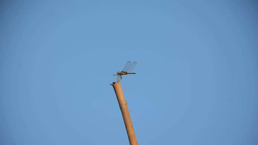 Dragonfly Perched on Bamboo Stick Flying Off and Returning against Blue Sky
