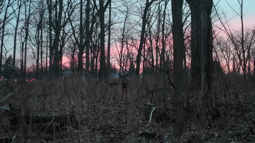 Wild deer looking at camera while standing in autumn forest clearing with vibrant pink sunrise sky background footage.