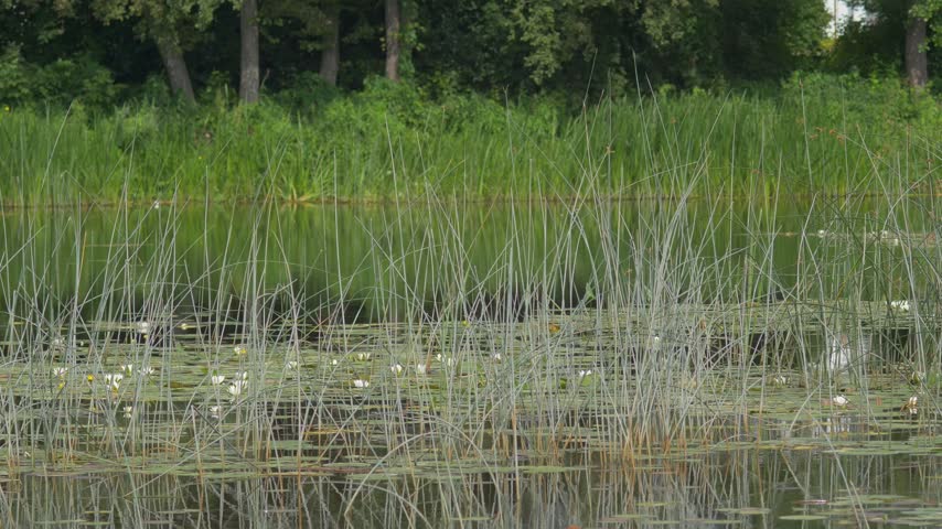 Tall Reeds and White Water Lilies Swaying on a Calm Forest Pond - Peaceful Wetland Ecosystem with Gentle Ripples and Blooming Lily Pads