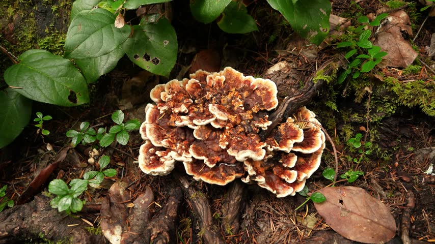 wild mushrooms growing on log