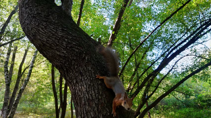 Red squirrel climbs down a thick tree trunk in a sunny green woodland with fallen leaves.
