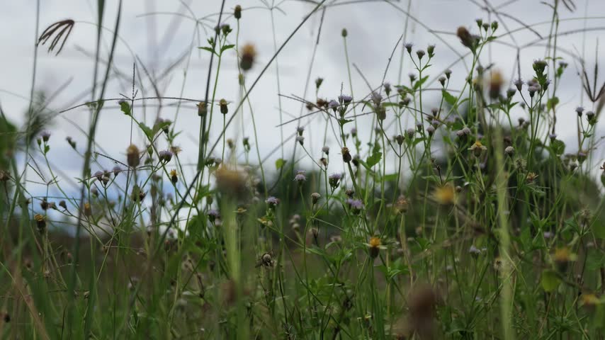 Wild tall grass and green vegetation growing on rural hillside