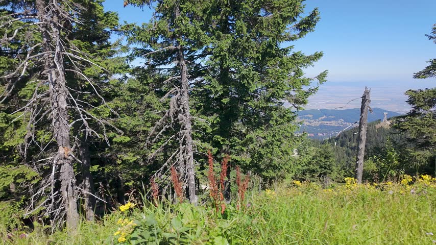Dense evergreen forest overlooking distant valleys from Postavarul Mountain near Brasov in Romania