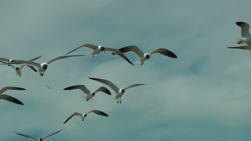 A flock of seagulls gracefully soars and glides across a cloudy coastal sky, capturing the freedom and natural movement of seabirds in flight.
