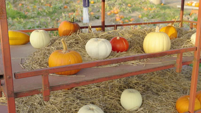 Various types of pumpkins in orange, white, and red resting on hay inside a rustic red cart. A pumpkin patch is visible in the background