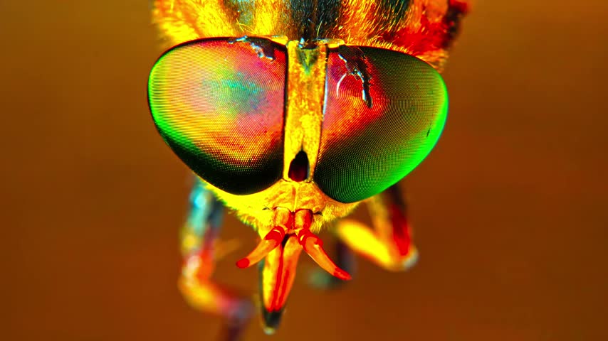 Extreme macro close up of a horsefly head with iridescent compound eyes.