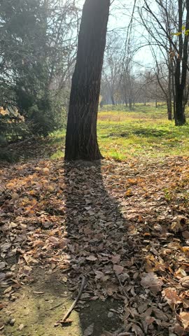 Forest with falling leaves in a park in autumn