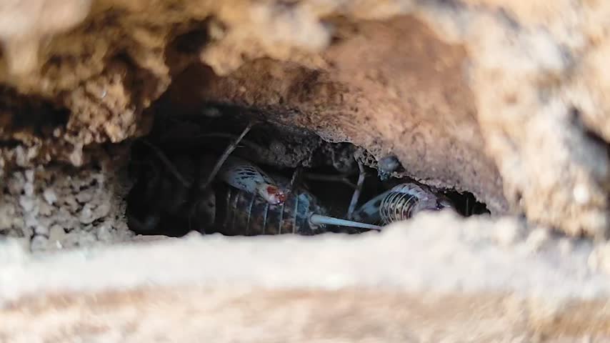 A cricket in a nest of rotted wood.