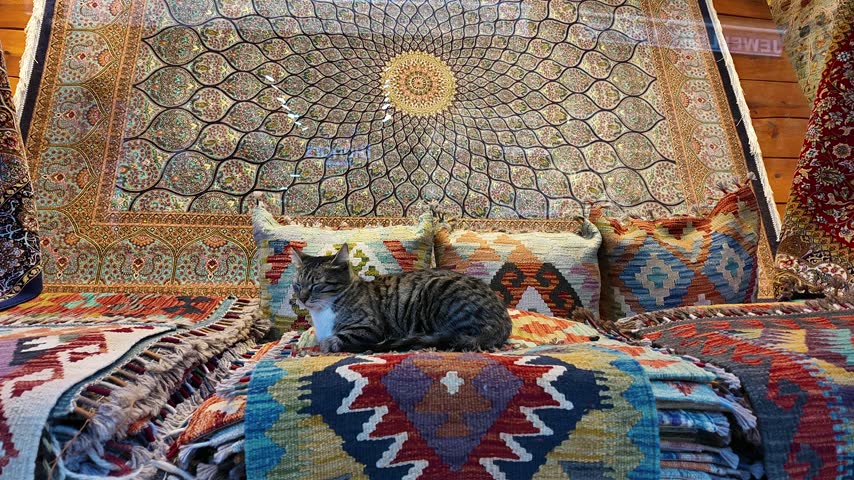 A grey tabby cat rests on colorful handmade Turkish carpets and patterned cushions inside a traditional carpet shop in Istanbul Turkey.