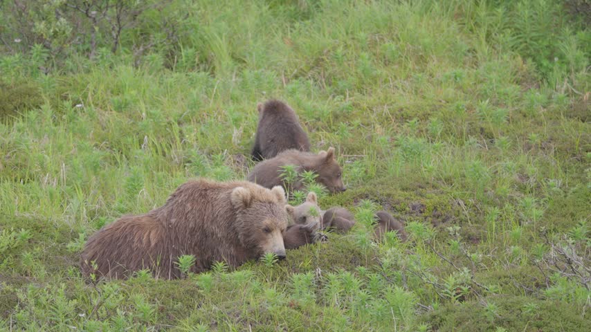 Brown bear mother resting with three cubs in grass in Katmai, Alaska