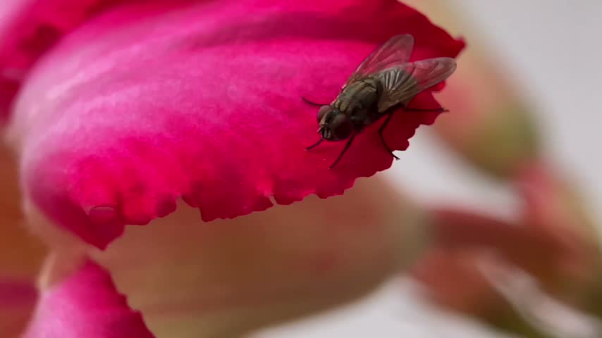 Housefly perching on a vibrant pink flower petal in close up macro shot