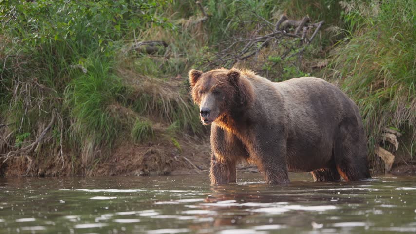 Coastal brown bear standing beside a vegetated riverbank in Katmai, Alaska