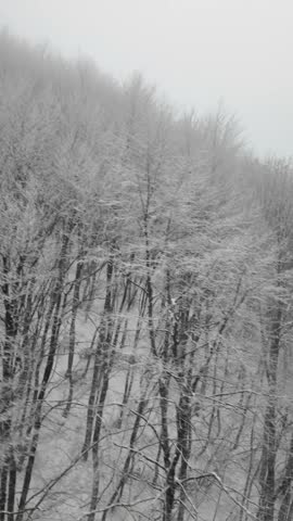 Snowfall covers trees in a winter landscape