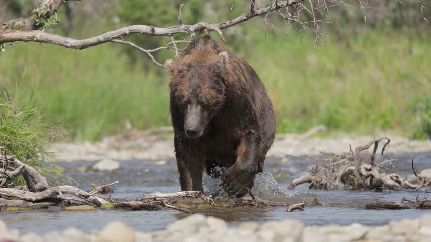 brown bear in the lake