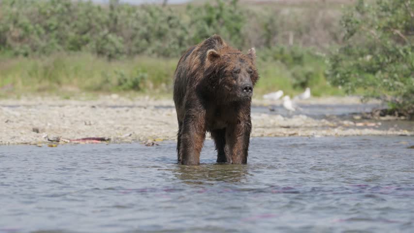 brown bear in the lake