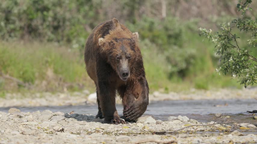Coastal brown bear on a gravel bank beside riverside vegetation in Katmai, Alaska