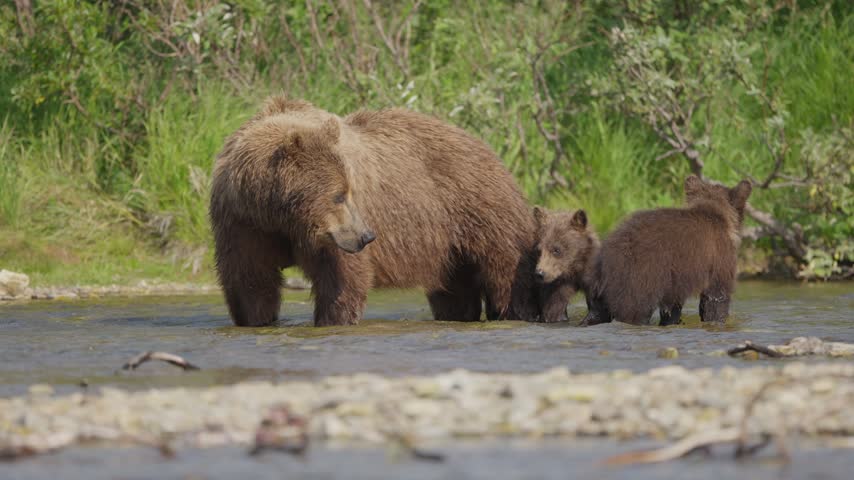 Brown bear family gathered on a gravel riverbank in Katmai, Alaska