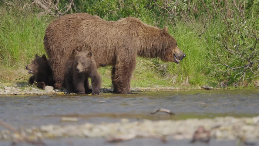 Brown bear mother with cubs beside a grassy riverbank in Katmai, Alaska