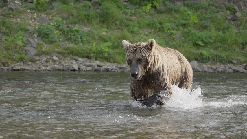 Costal Brown bear in the river - Katmai Alaska