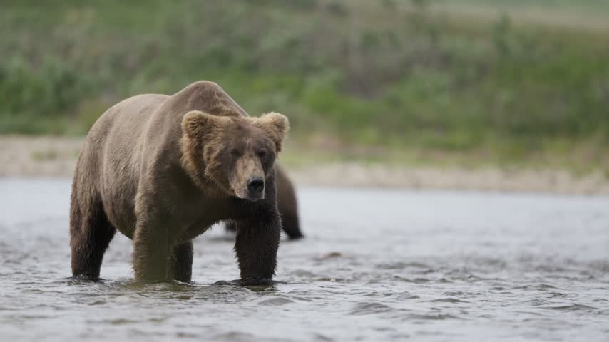 Coastal brown bear walking through a shallow river looking for salmon, Alaska wildlife landscape