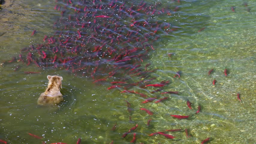 Aerial view of a brown bear surrounded by red salmon in Katmai, Alaska