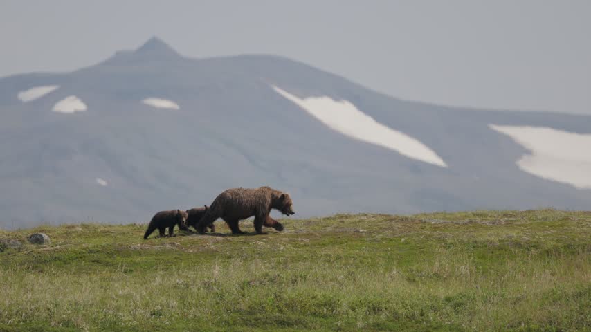 Brown bear mother and cubs crossing tundra below mountains in Katmai, Alaska