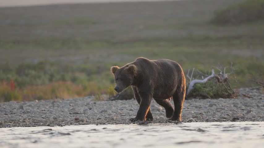 Coastal brown bear walking along a gravel riverbank in Katmai, Alaska