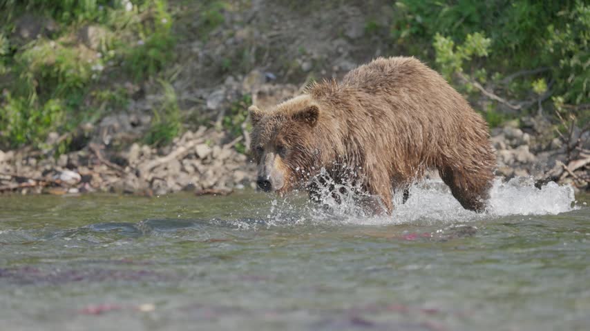 Brown bear lunging into a river to catch salmon in Katmai, Alaska